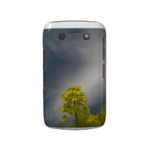 Canola y cielo Case-Mate blackberry cárcasas