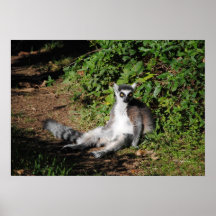 Cansado de Swingin en árboles Poster