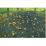 Canto rodado y hojas de otoño erráticos abstractos escultura fotográfica