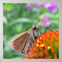Capitán en Echinacea Poster