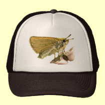Capitán en las flores del Milkweed gorras