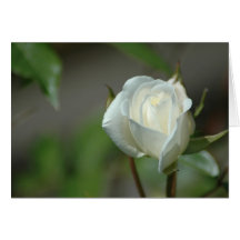 Capullo de rosa blanco tarjeton