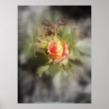 capullo de rosa del tono del amarillo dos del melo poster