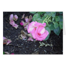 Capullo de rosa rosado tarjeta