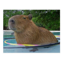 Capybara de la piscina postal