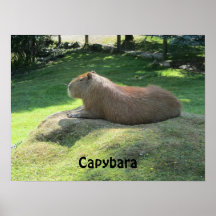 Capybara - roedor grande posters
