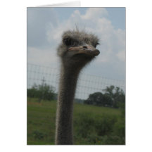 Cara de la avestruz del "mí soy" Notecard triste Felicitacion