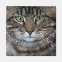 Cara de un imán felino (del gato)