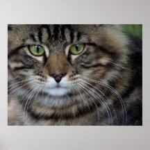 Cara de una impresión felina de la bella arte (del impresiones