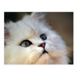 Cara linda del gatito tarjetas postales