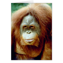 Cara pensativa del orangután felicitacion 
