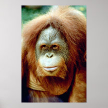 Cara pensativa del orangután posters
