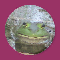 Cara sonriente de la rana imanes