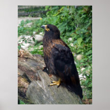 Caracara estriado impresiones