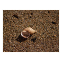 Caracol de agua dulce Shell; Ningún texto Arte Fotográfico