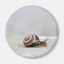 Caracol de jardín inglés en una roca iman de frigorífico