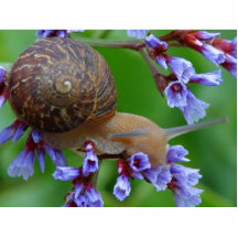Caracol en las flores escultura fotografica