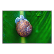 Caracol en una licencia después del temporal de ll impresion fotografica
