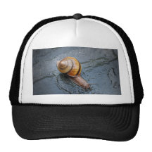 Caracol enérgico en un día lluvioso gorras