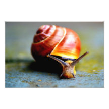 Caracol Fotografía