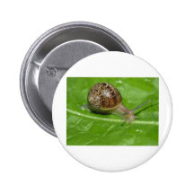 Caracol Pin