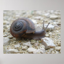Caracol que viaja posters