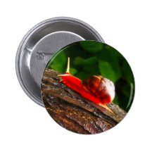 Caracol rojo pin
