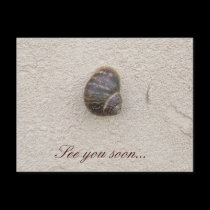 Caracol solo en la postal de la pared tarjetas postales