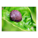 Caracoles de jardín felicitación