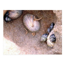 Caracoles y lapas de mar postales