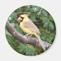 Cardenal amarillo imanes de nevera