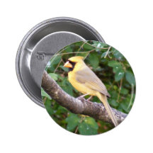 Cardenal amarillo pin