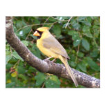 Cardenal amarillo postales