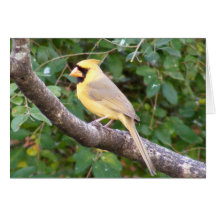 Cardenal amarillo tarjeta