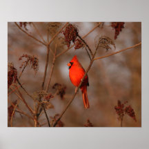 Cardenal americano poster