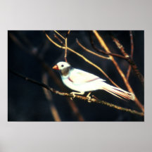 Cardenal blanco RARO Poster