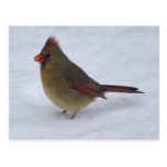 Cardenal de sexo femenino postal