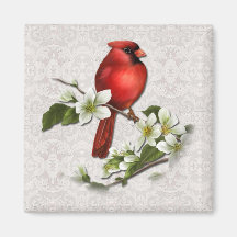 Cardenal de sexo masculino en el imán del Dogwood