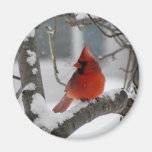 Cardenal de sexo masculino imán para frigorífico