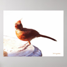 Cardenal de sexo masculino joven posters