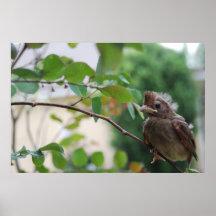 Cardenal del bebé posters