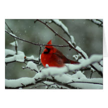Cardenal del invierno - modificado para requisitos tarjeton