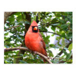 Cardenal en árbol postal