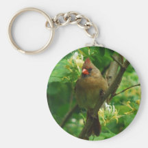 Cardenal en el llavero de las madreselvas
