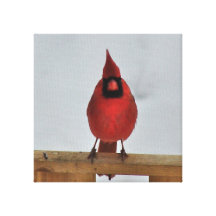 Cardenal en la cerca impresion de lienzo