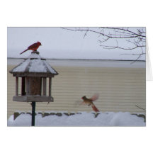 Cardenal en vuelo tarjeton