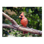 Cardenal fresco postal