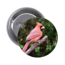 Cardenal magnífico pin