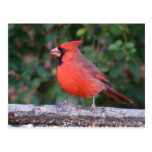 Cardenal rojo brillante postales