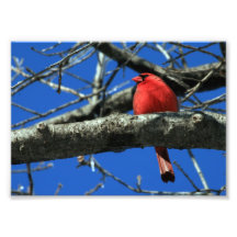 Cardenal rojo en un árbol impresión fotográfica